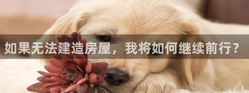 先锋娱乐扑克：如果无法建造房屋，我将如何继续前行？