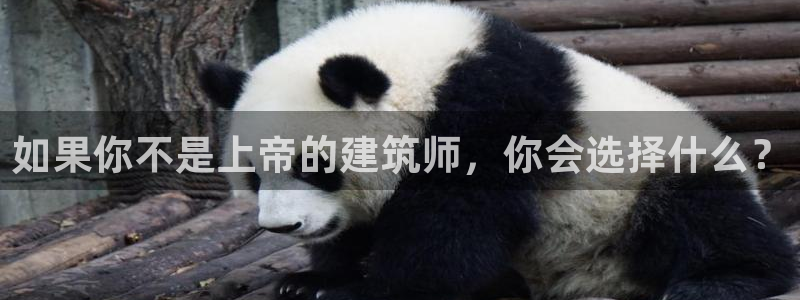 先锋娱乐在线：如果你不是上帝的建筑师，你会选择什么？